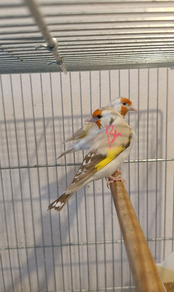 Chardonneret mutation, Animaux & Accessoires, Mâle, Oiseau tropical, Domestique