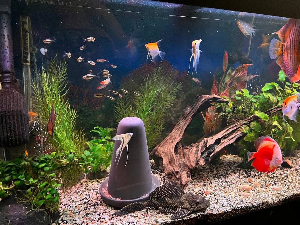 Volledige inhoud Aquarium 450liter, Dieren en Toebehoren, Vis, Zoetwatervis