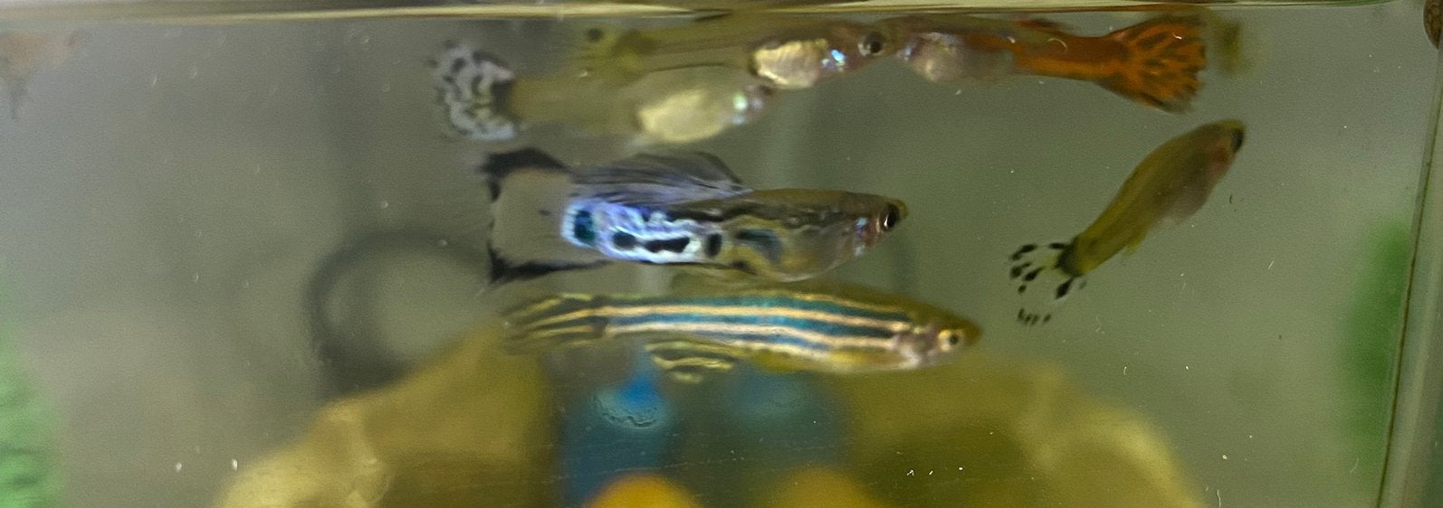 Guppy’s zoeken een nieuw aquarium, Dieren en Toebehoren, Vissen | Aquariumvissen, Vis, Zoetwatervis, Schoolvis