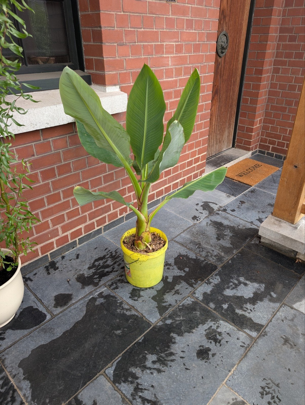 bananenplant Musella lasiocarpa, Ophalen, Zomer
