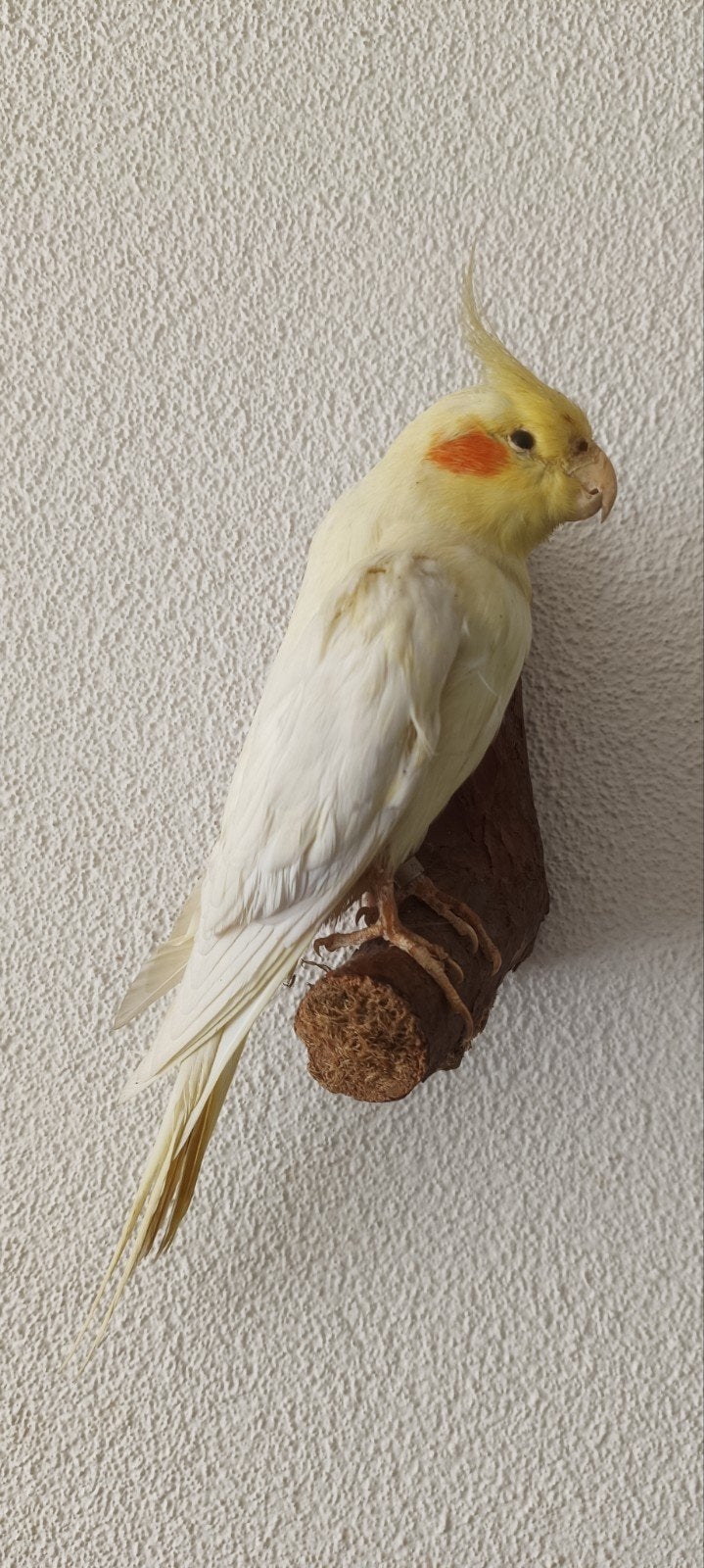 opgezet valkparkiet taxidermie vogel, Verzamelen, Ophalen of Verzenden, Vogel