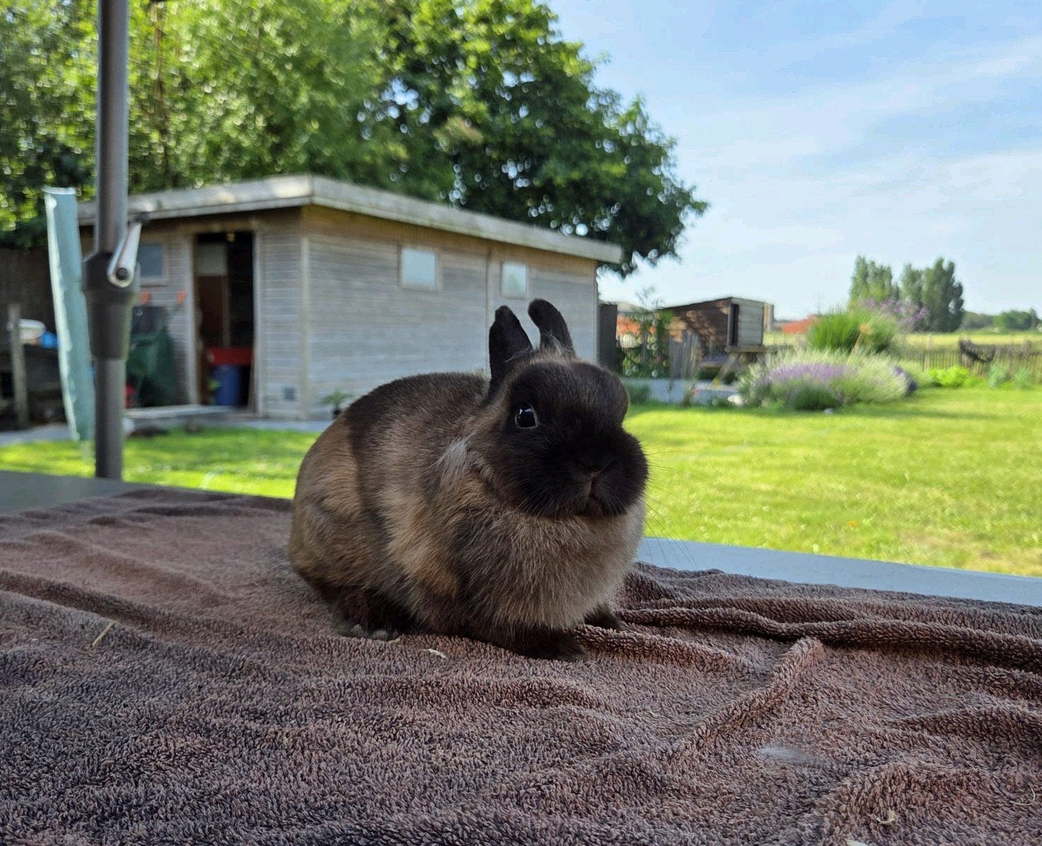 Konijn - Kleurdwerg - Midden Sepia Marter - Ram, Mannelijk, Dwerg, 0 tot 2 jaar