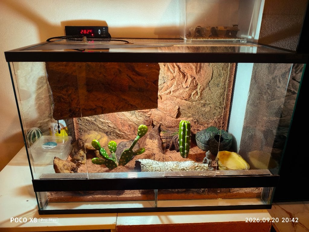 Terrarium reptile, Enlèvement, Comme neuf, Terrarium ou Paludarium