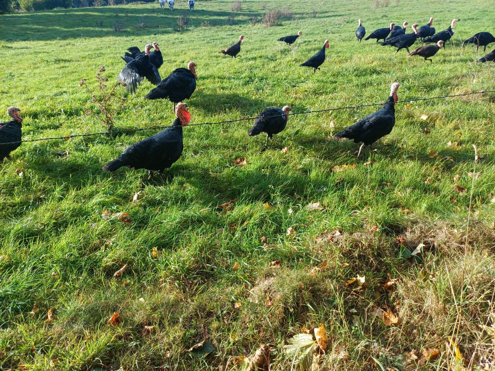 Zwarte kalkoenen, klaar om af te mesten., Dieren en Toebehoren, Mannelijk, Kalkoen