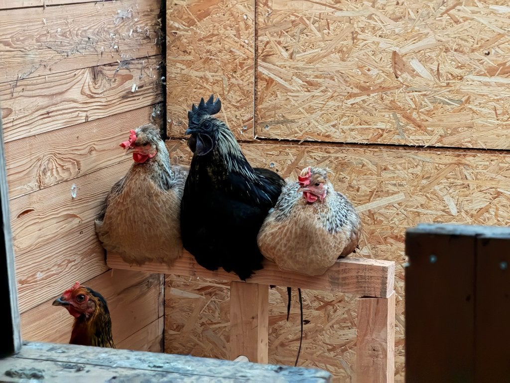 Haan, Dieren en Toebehoren, Vogels | Overige Vogels, Mannelijk