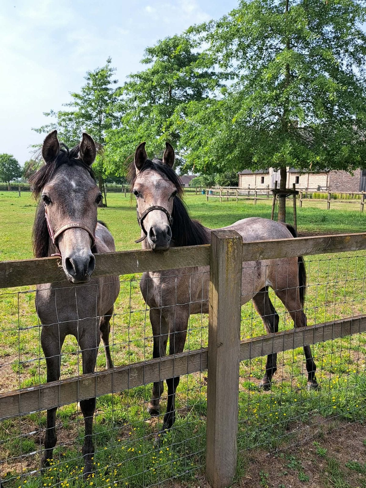 2 arabier merrie jaarling, Animaux & Accessoires, Chevaux, Avec pedigree, 160 à 165 cm, 0 à 2 ans, Non dressé