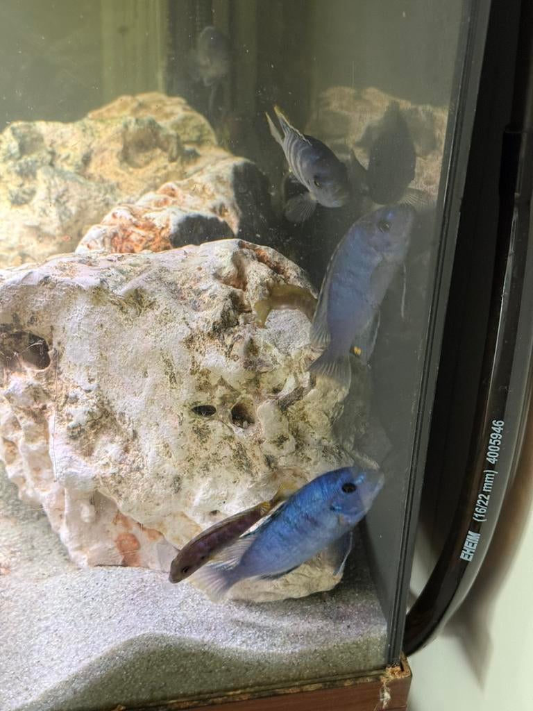 Malawi cichliden groot en klein., Dieren en Toebehoren, Vissen | Aquariumvissen, Vis, Zoetwatervis