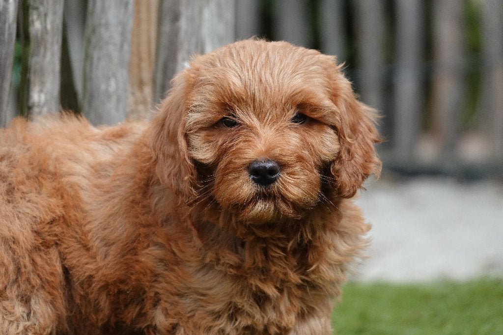 Magnifiques chiots Mini Labradoodle abricot (parents testés), Maladie de Carré (chiens), Autres races, Plusieurs, Belgique