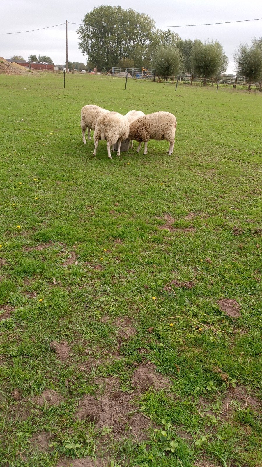 schapen