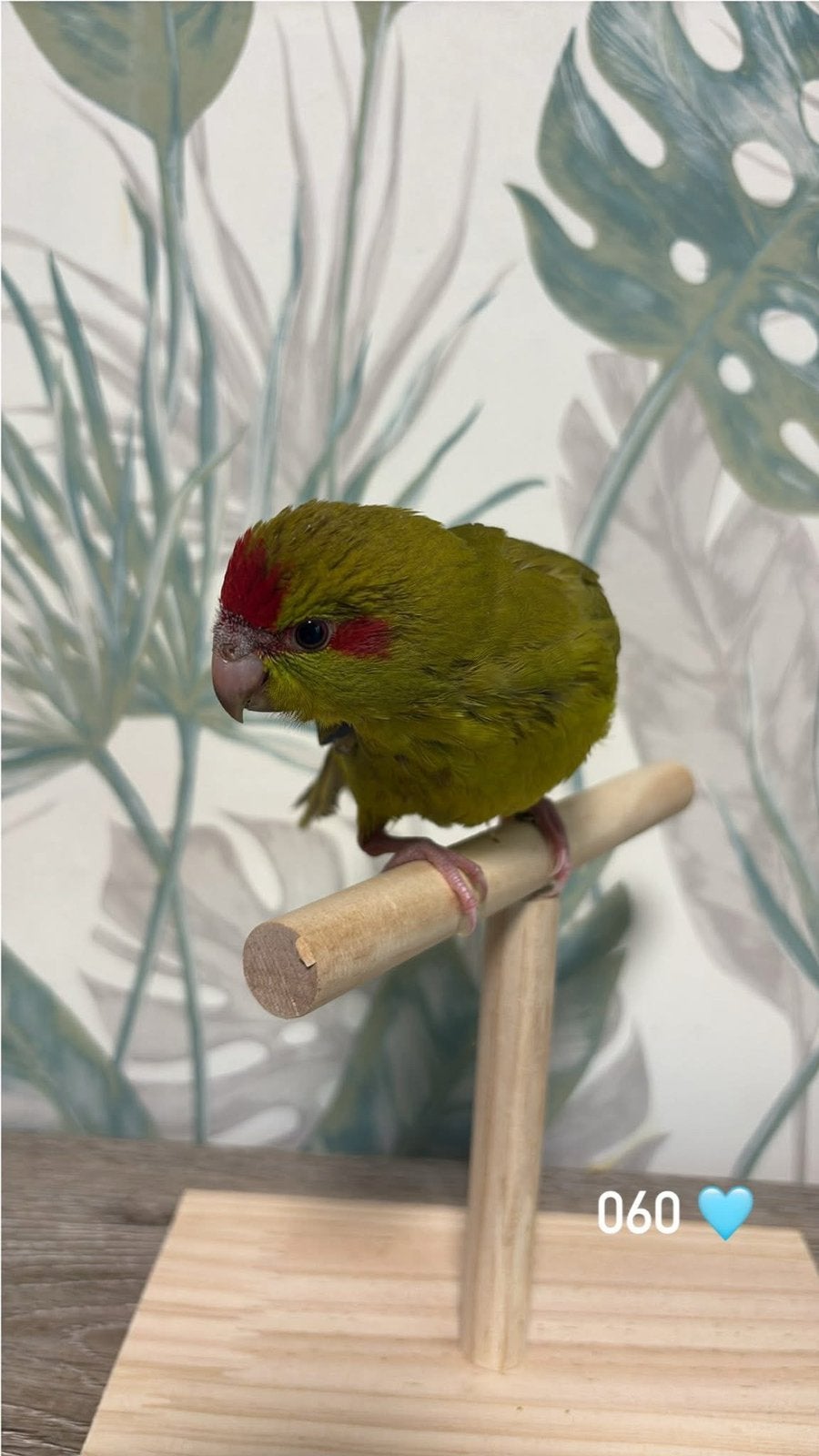 4 kakariki EAM, Femelle, Bagué