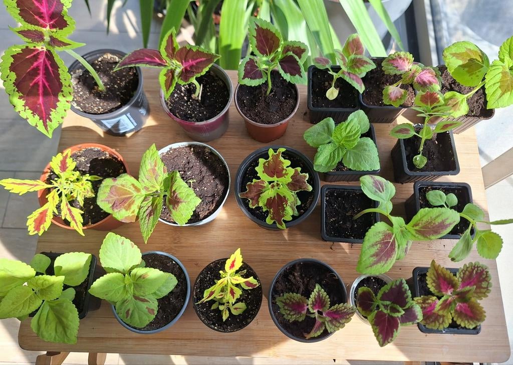 Coleus/Coleus colorés, Enlèvement
