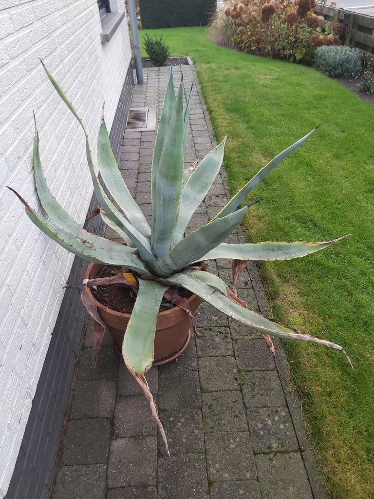 Agave ( cactus), Ophalen