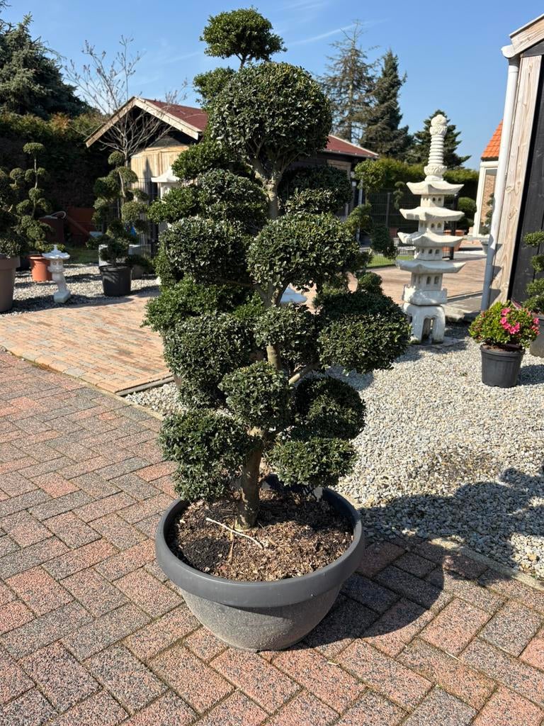 Japanse bonsai esdoorn azalea japonica 200 cm, Tuin en Terras, Ophalen, In pot