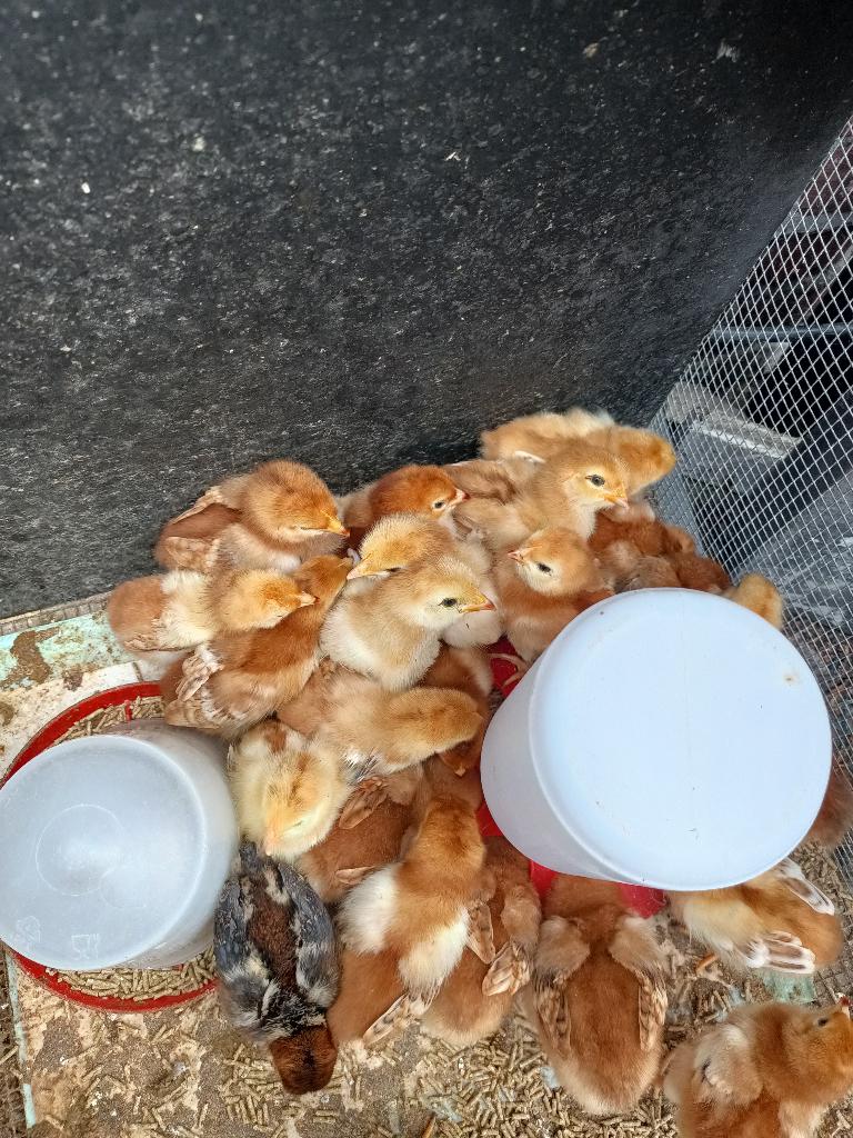 kuikens, Dieren en Toebehoren, Pluimvee, Geslacht onbekend, Kip