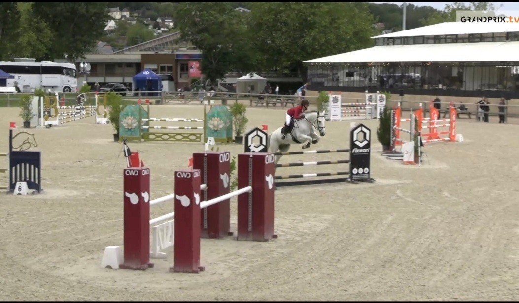 springpaard met fei paspoort, Dieren en Toebehoren, Springpaard
