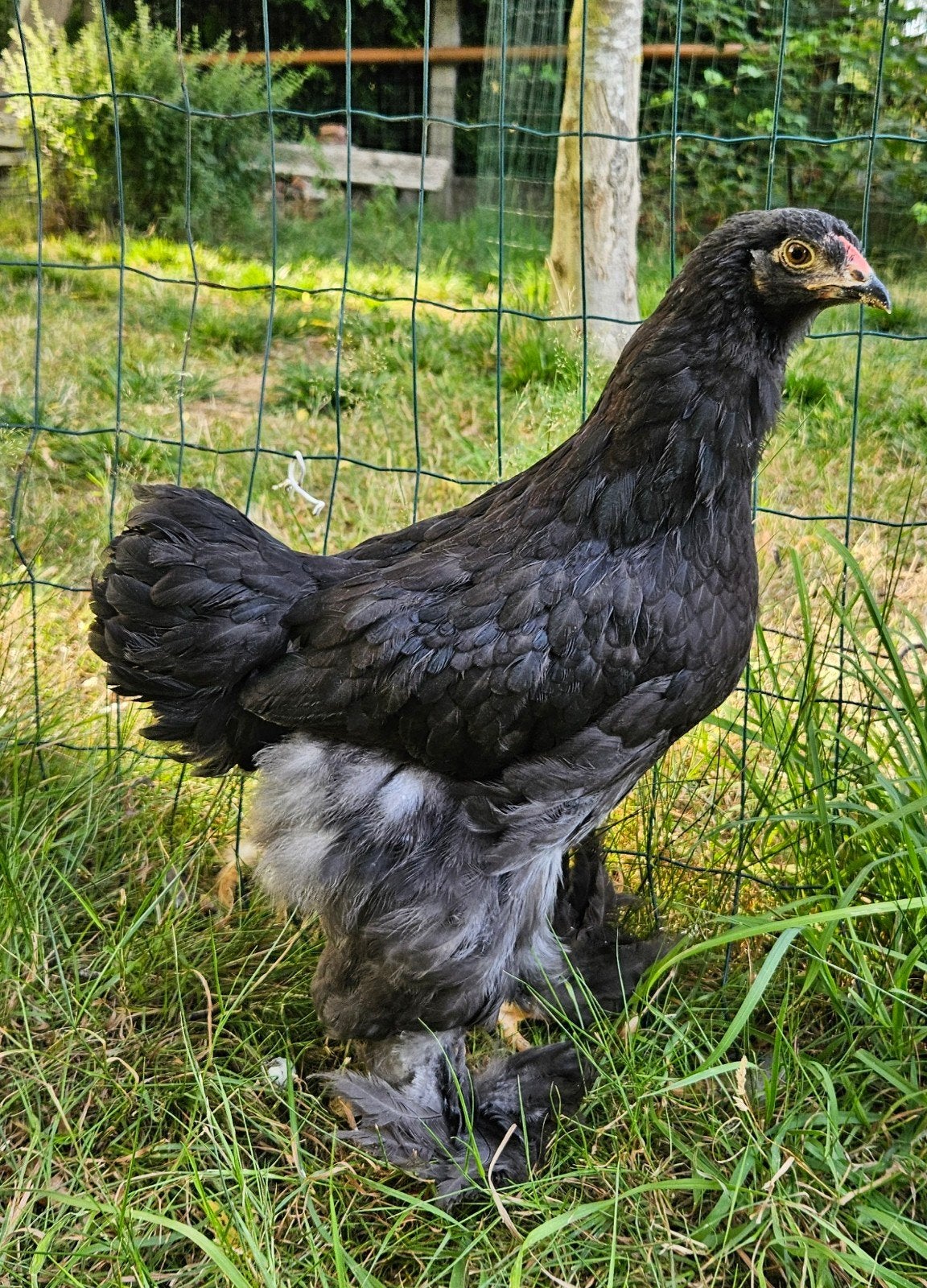 mooi koppel Brahma's, Dieren en Toebehoren