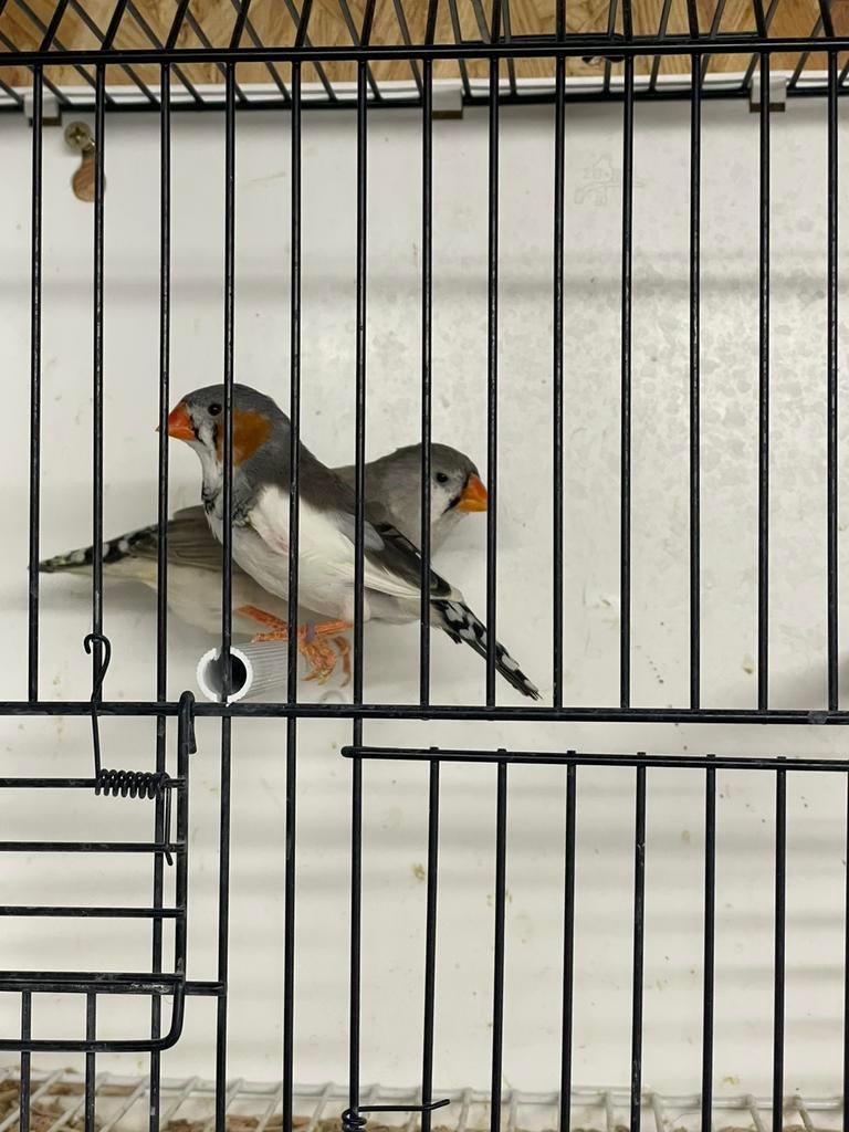 Kweekkoppel zebravinken, Meerdere dieren, Tropenvogel
