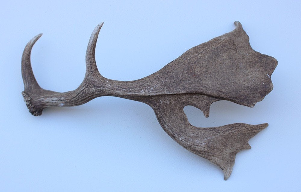 Grote DAMHERT GEWEI AFWERP STANG - 1,5 kg - 65 cm, Verzamelen, Dierenverzamelingen, Ophalen of Verzenden, Gebruikt, Hert, Gewei of Kop