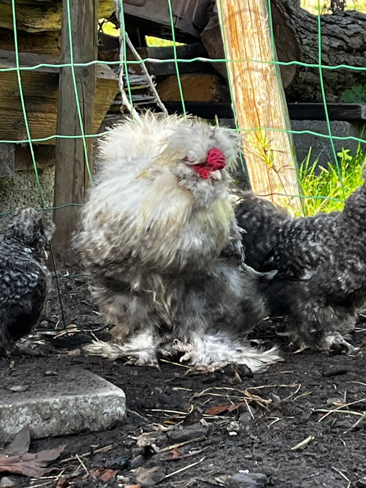USA zijdehoen haan, Dieren en Toebehoren, Mannelijk, Kip