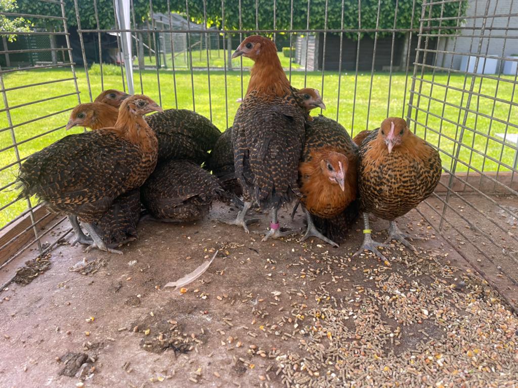 Jonge goudbrakel hennen, Dieren en Toebehoren, Vrouwelijk, Kip