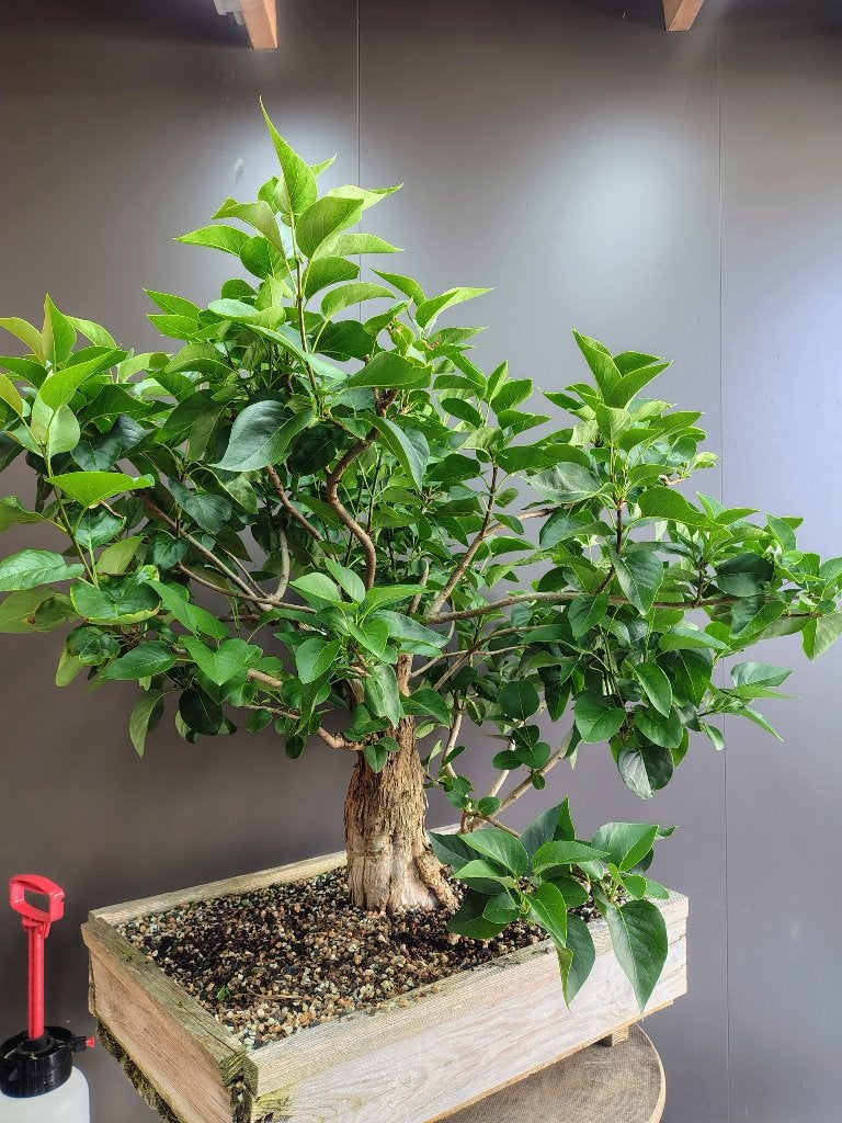 startplanten voor bonsai, Tuin en Terras, In pot, Halfschaduw, Lente, Minder dan 100 cm