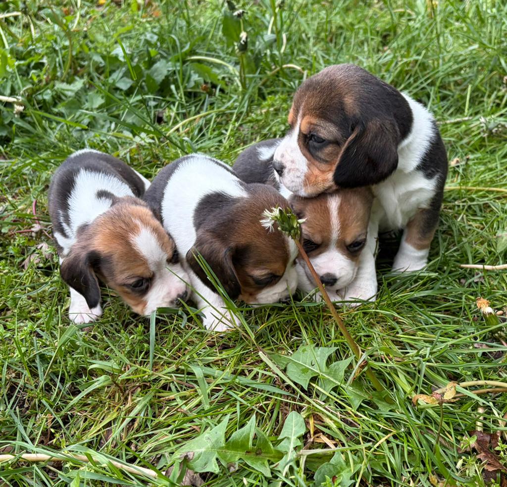 Adorables chiots Beagle, Beagle, Plusieurs, Belgique, Plusieurs animaux