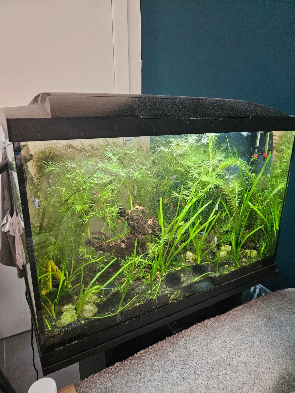 aquarium met toebehoren, Gebruikt, Ophalen of Verzenden, Verwarming, Tetra