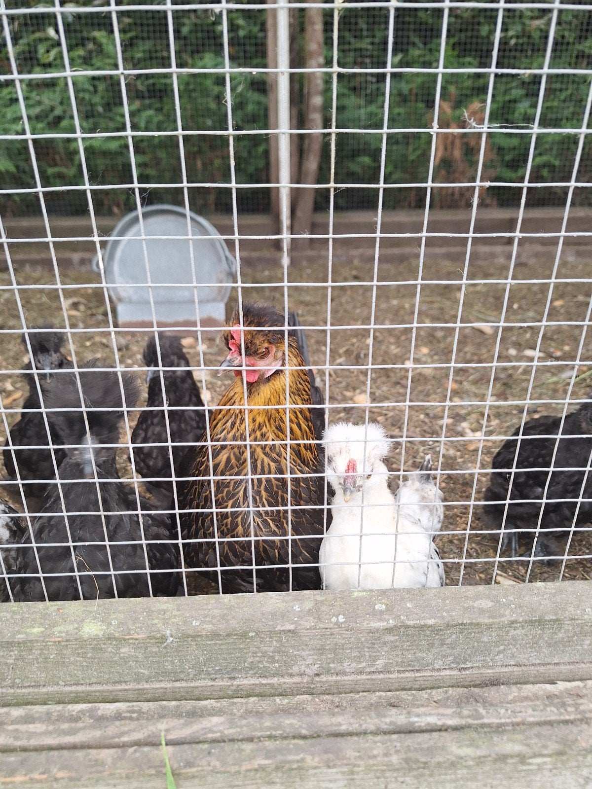 Kippen, Dieren en Toebehoren