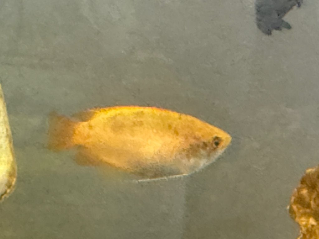Gourami, Dieren en Toebehoren, Vissen | Aquariumvissen, Vis, Zoetwatervis