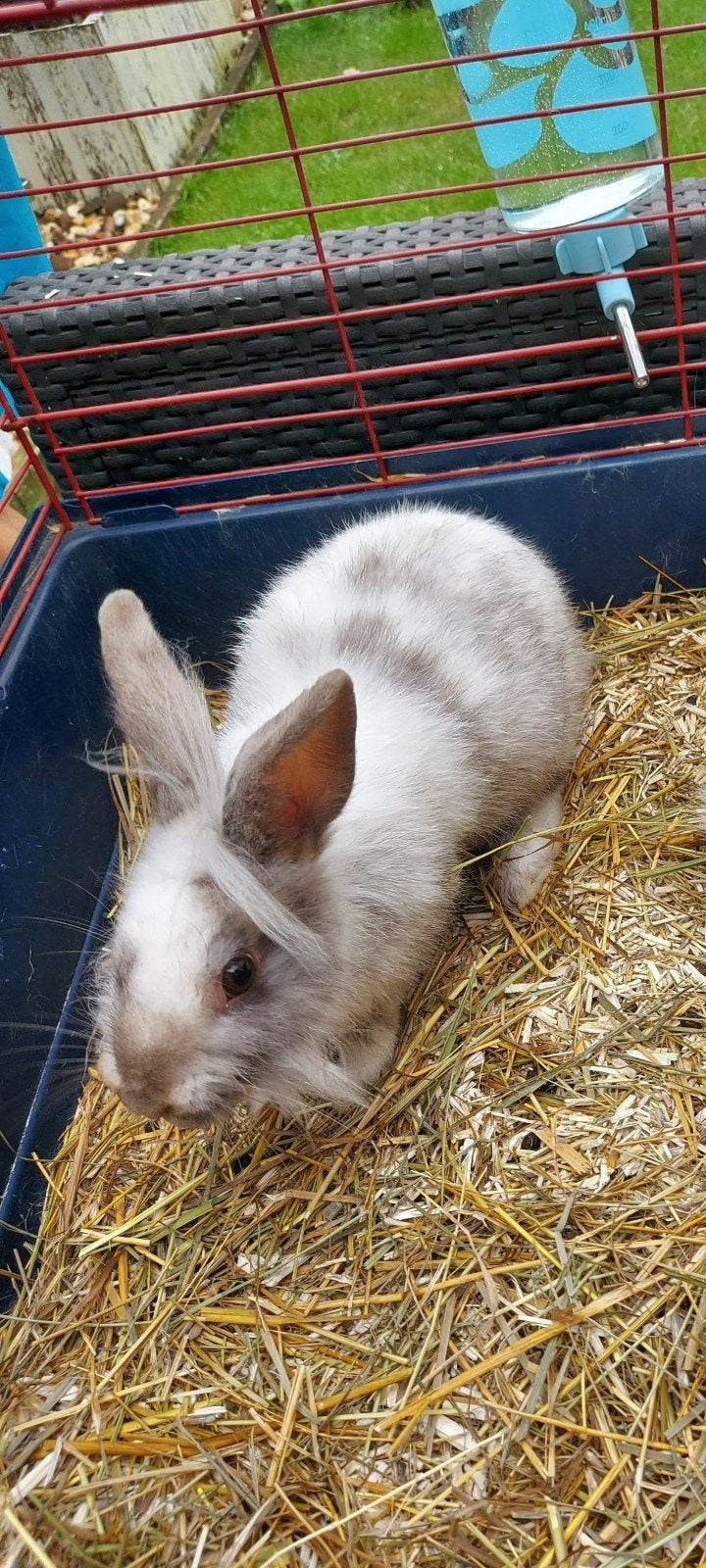 konijntje met of zonder kooi., Dieren en Toebehoren, Mannelijk