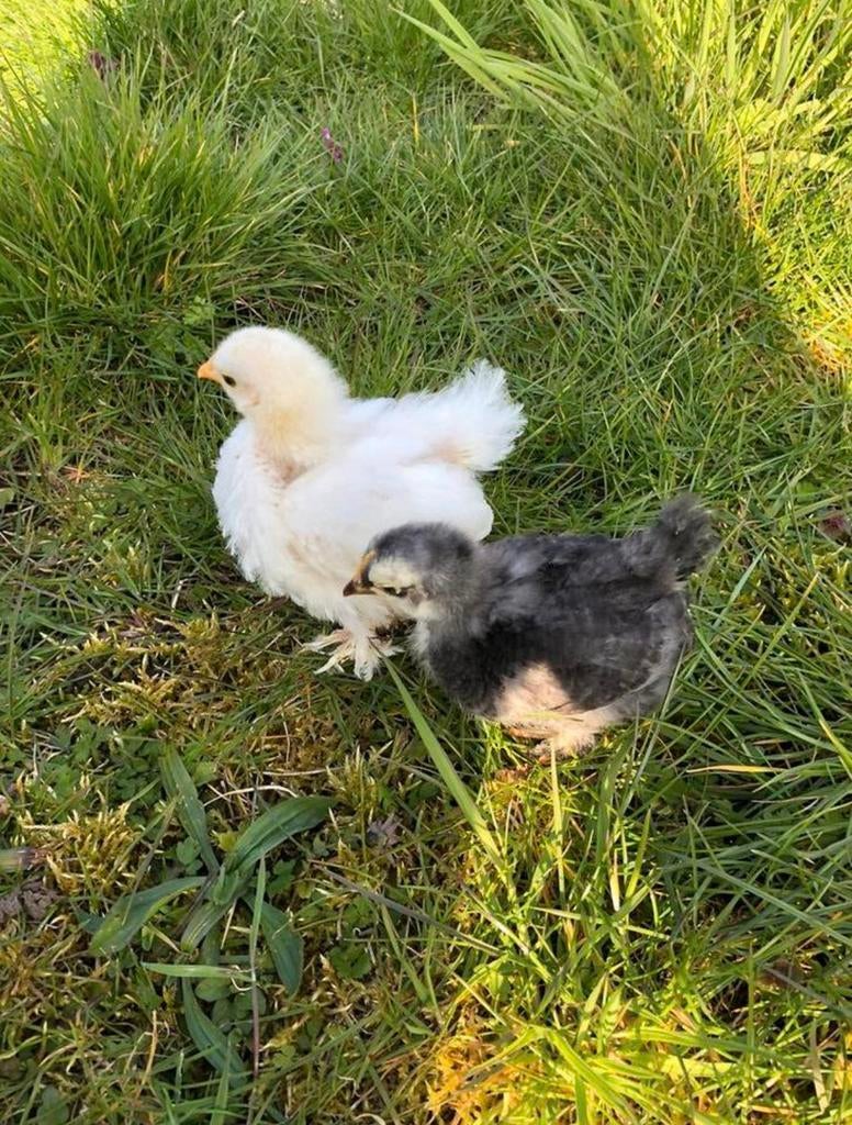 2 schattige kuikentjes!, Dieren en Toebehoren, Pluimvee, Vrouwelijk, Kip