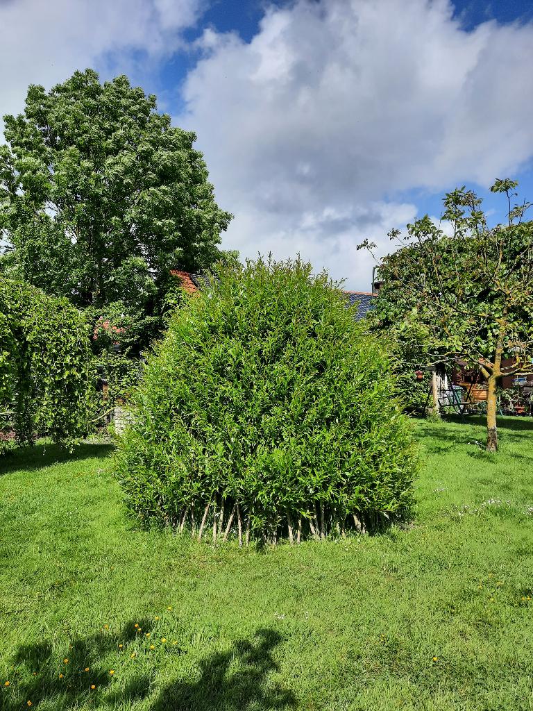 wilgentenen gele knotwilg wilgenhut knotwilgen, Tuin en Terras, Ophalen, 250 tot 400 cm