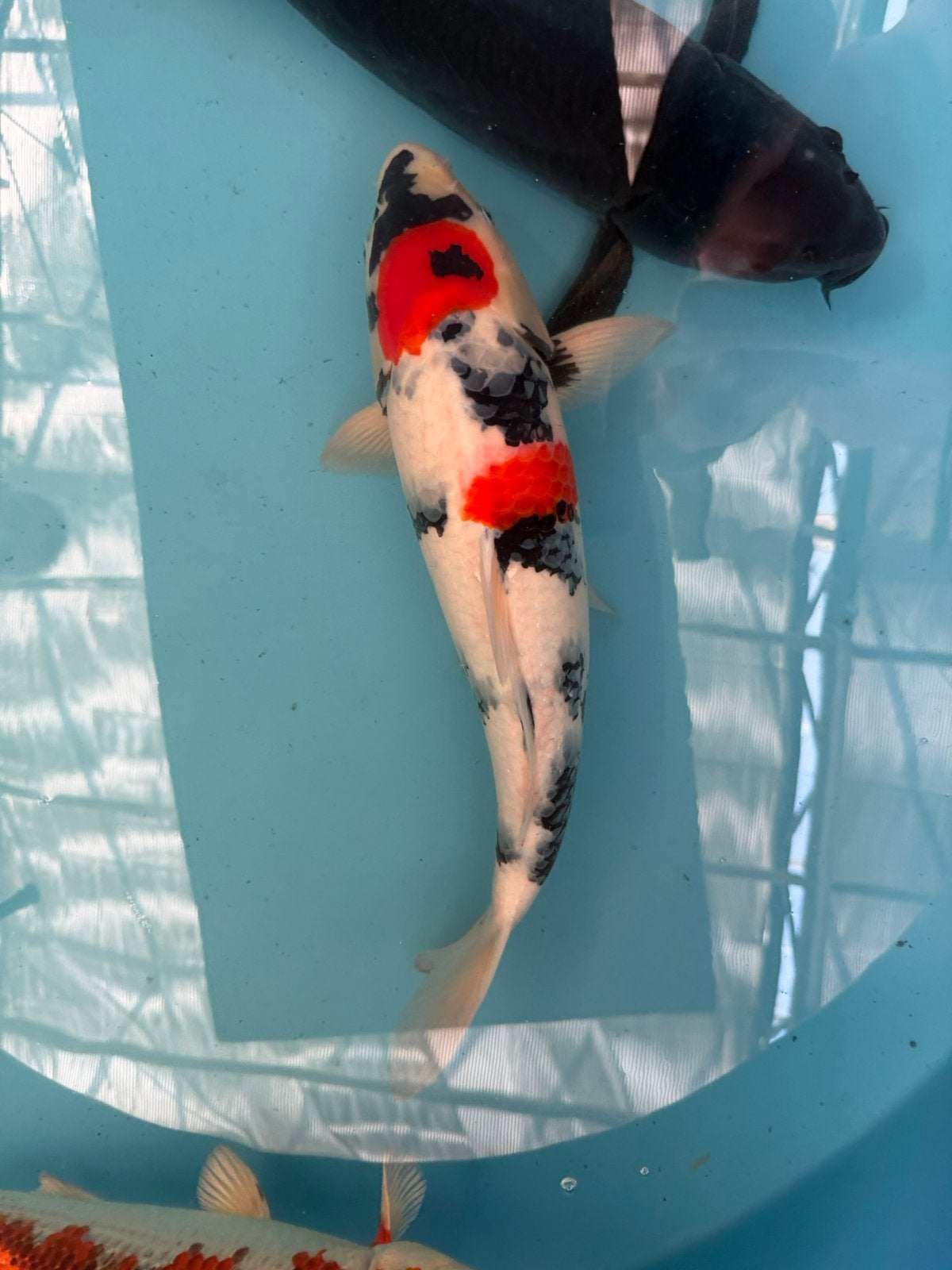 Japanse koi