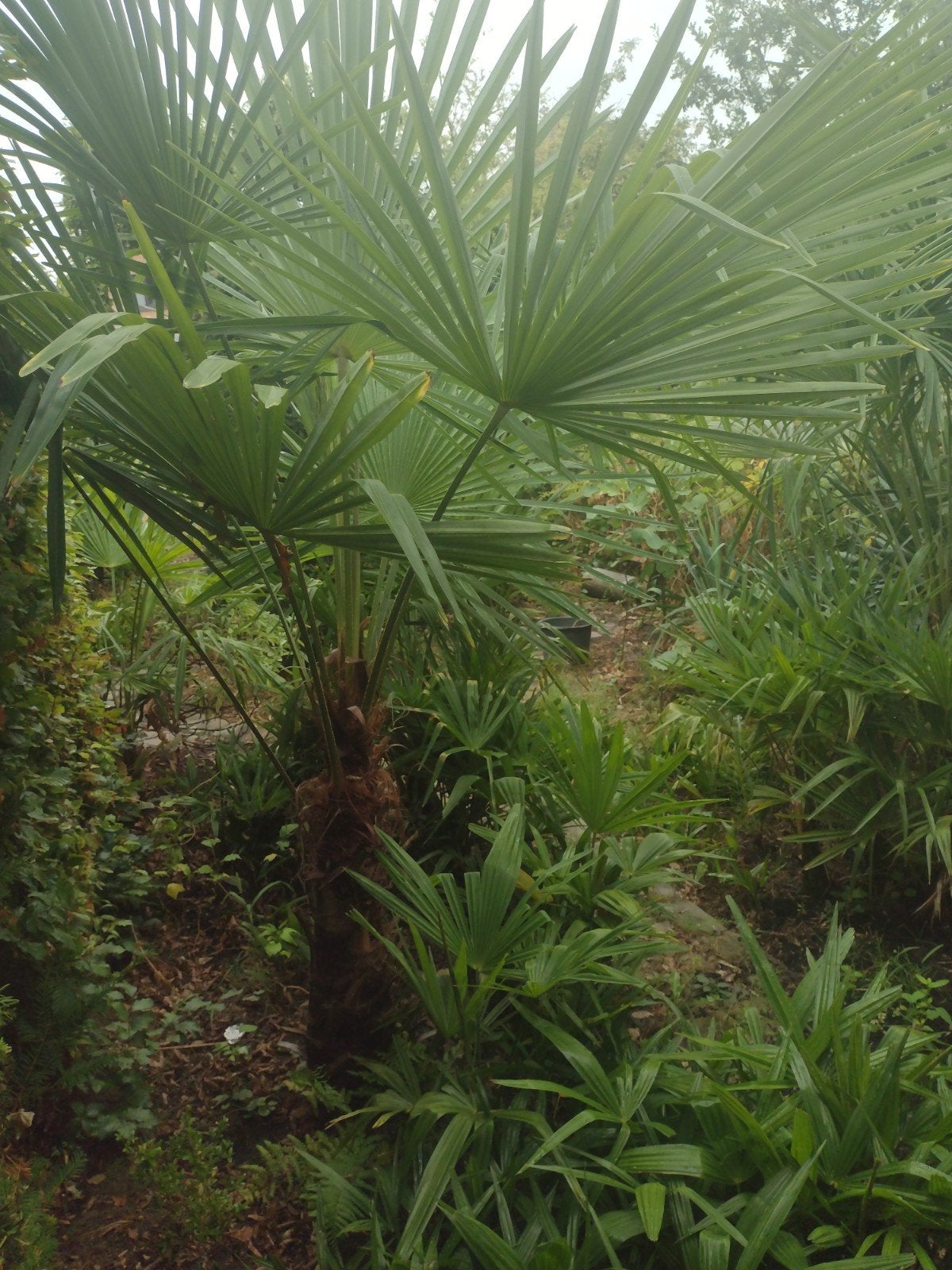 palmboom Fortunae, Tuin en Terras, Ophalen, In pot, Palmboom
