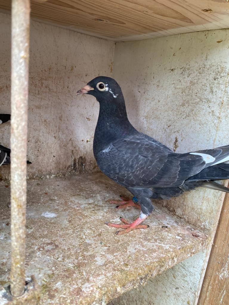 2 jongen onverwand, Plusieurs animaux, Pigeon voyageur