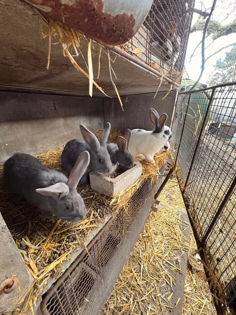 Lapins papillons 20€, Enlèvement