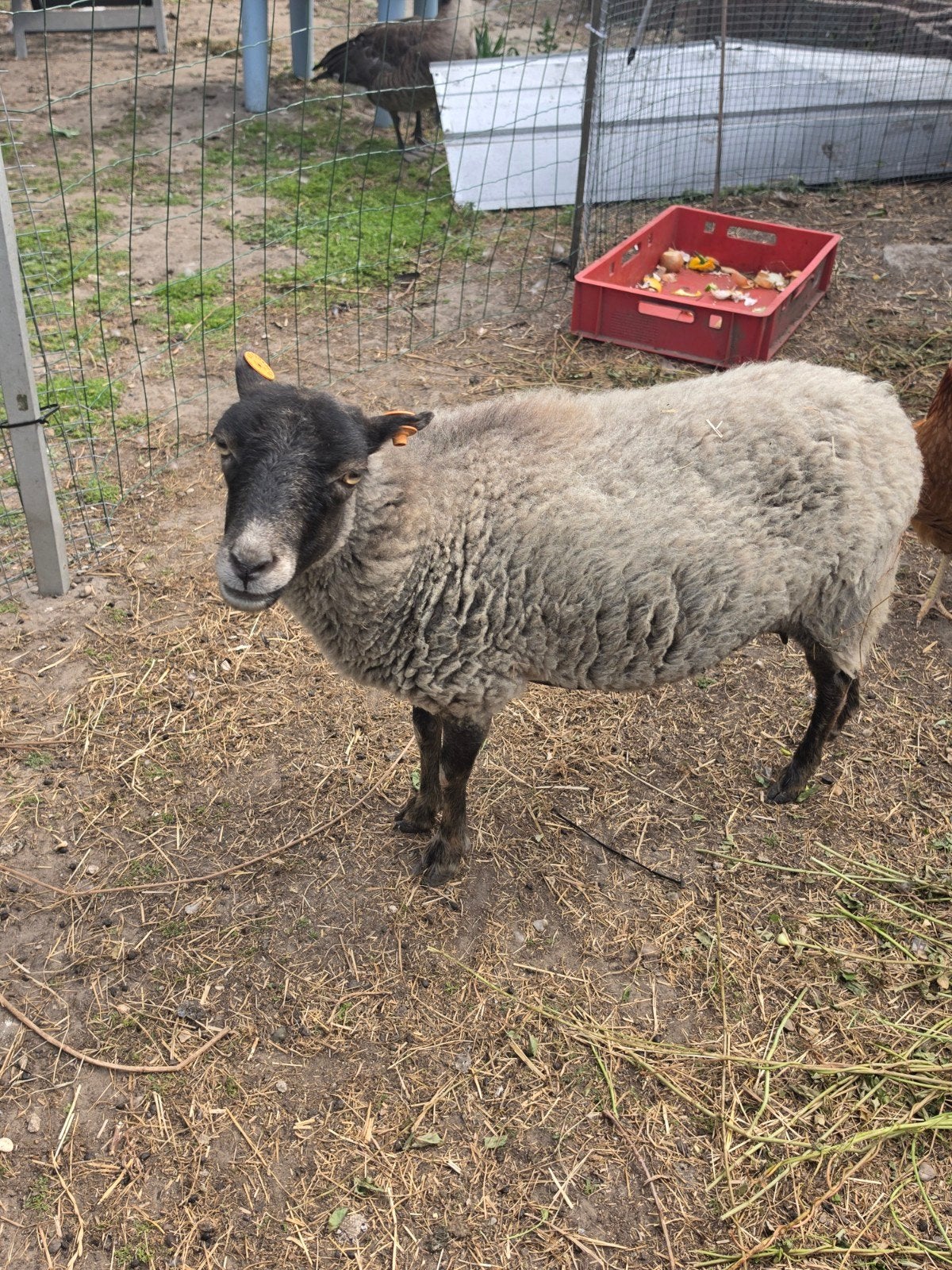 2 vrouwelijke  ouessant schapen., Femelle, Mouton