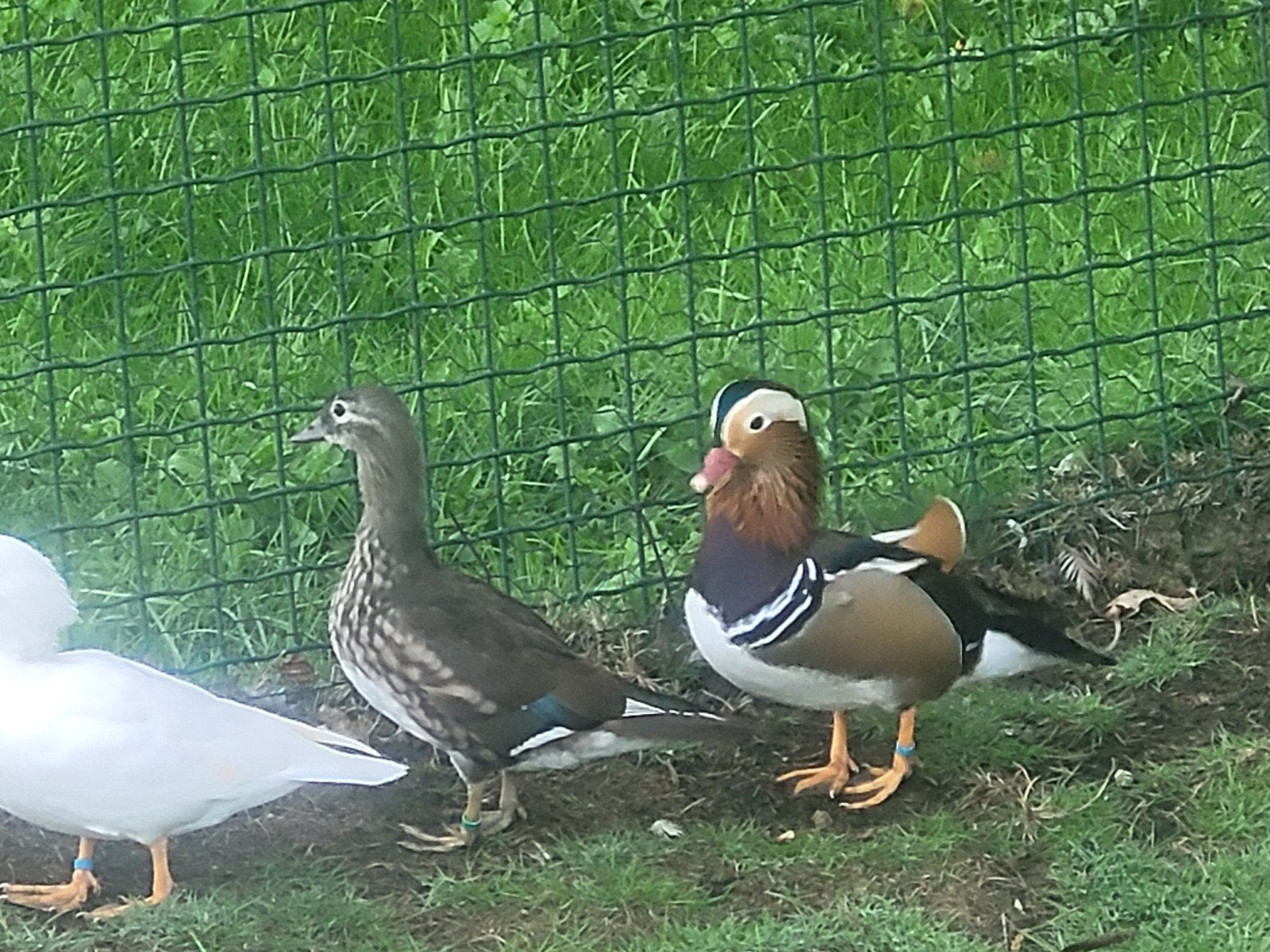 5 mandarijneenden, Dieren en Toebehoren, Meerdere dieren, Eend