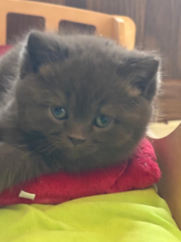 Chocolatjes Brits korthaar, Chat, Avec pedigree, 0 à 2 ans
