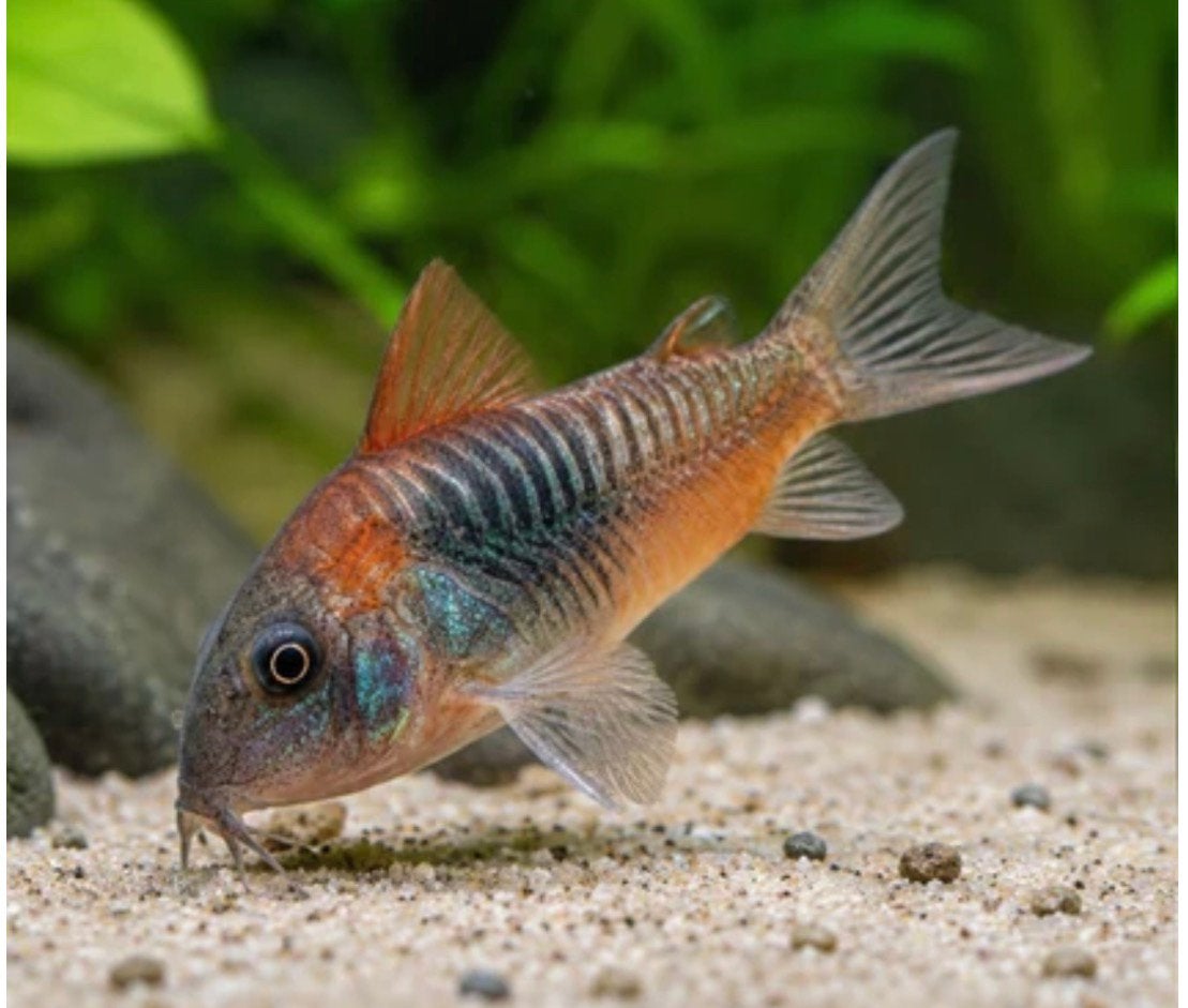 Corydora Venezuela Orange., Animaux & Accessoires, Poisson, Poisson d'eau douce
