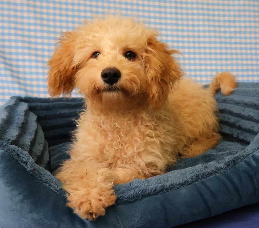 Des chiots caniches super sympas !, 15 semaines à 1 an, Chien (mâle), Caniche, Éleveur | Professionnel