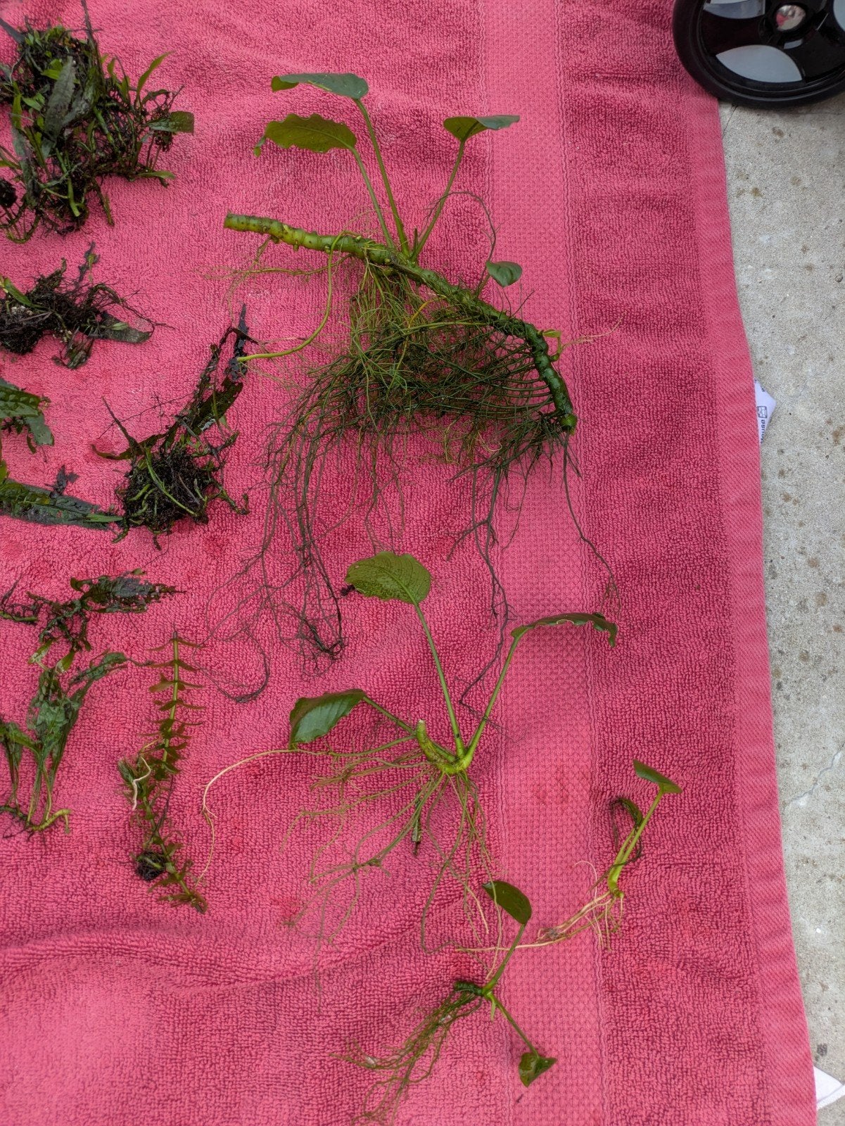 Anubias, Javavaren en Kienhout, Ophalen, Zo goed als nieuw, Plant(en), Steen of Hout