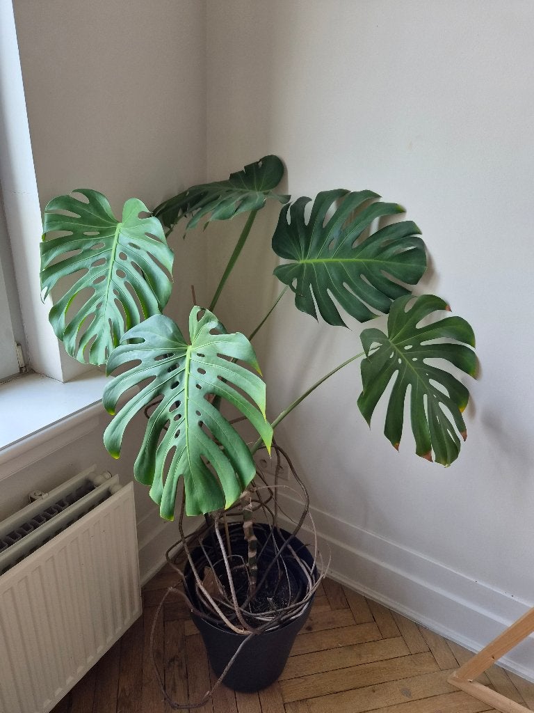 Monstera, Ophalen, In pot