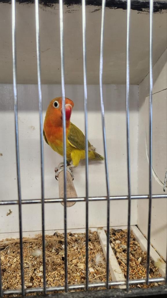 Dwergpapegaai fischeri pastel / ino, Dieren en Toebehoren, Geslacht onbekend