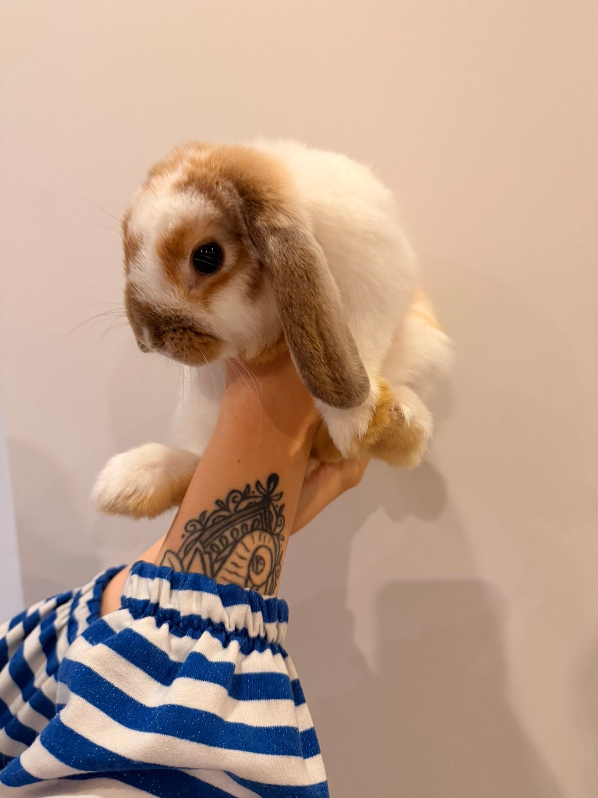 Hangoortjes, Dieren en Toebehoren, Meerdere dieren, Klein, Hangoor, 0 tot 2 jaar