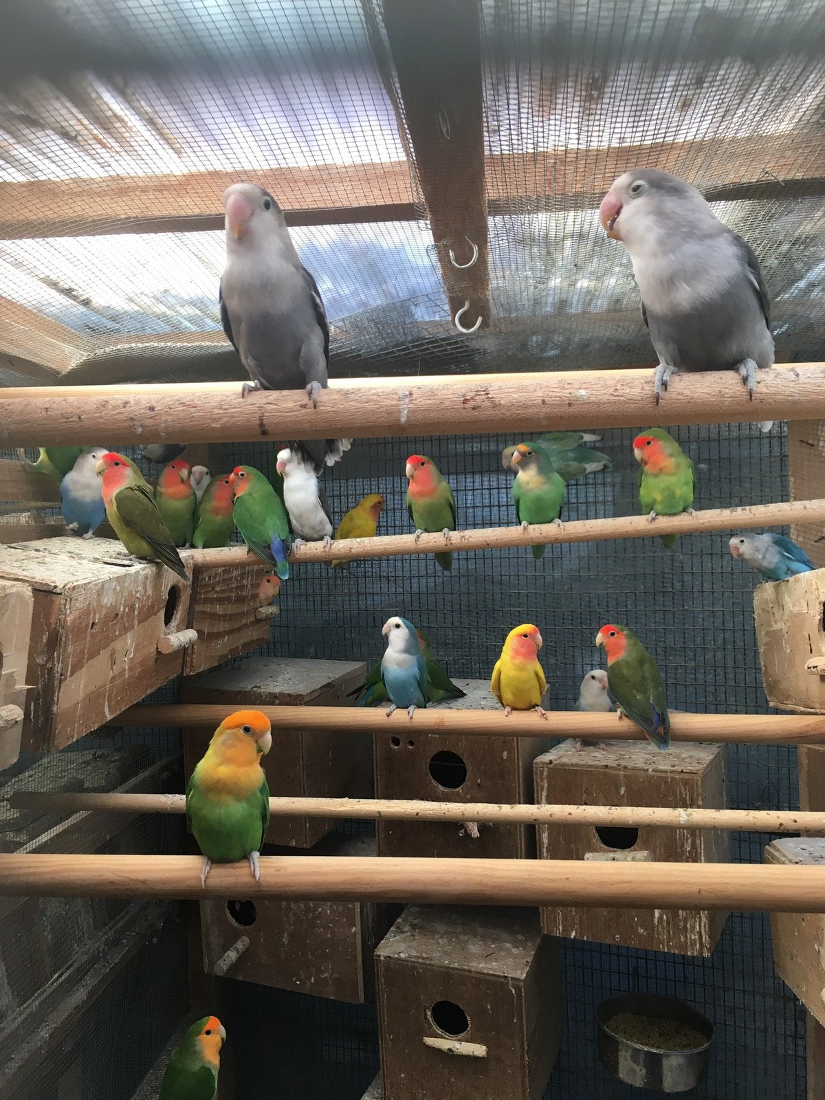 WINTERHARDE KWEEKRIJPE DWERGPAPEGAAIKES VANAF 50 EURO/KOPPEL, Plusieurs animaux, Perroquet nain ou Inséparable
