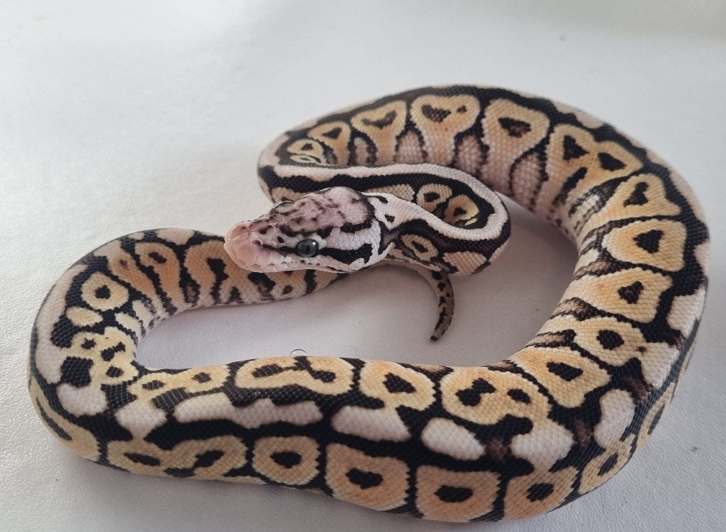 0.1 special spotnose pastel het clown koningspython, Dieren en Toebehoren