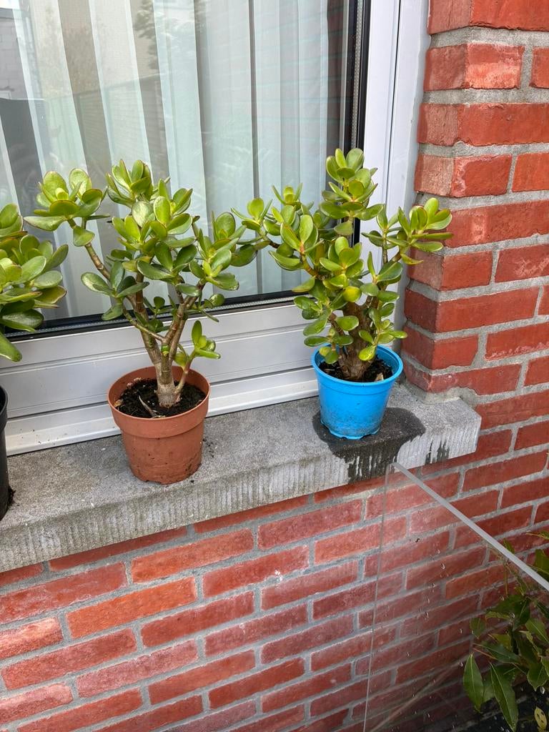 Verschillende vetplantjes te koop aan 3 euro/st, Tuin en Terras, Ophalen, Zomer