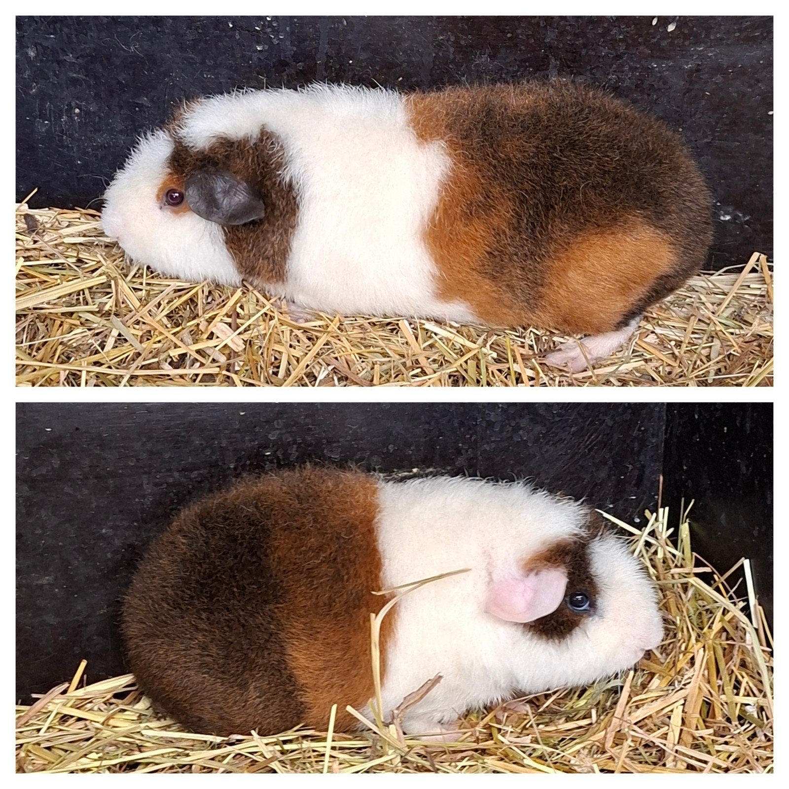 us teddy cavia, Animaux & Accessoires, Rongeurs, Juillet, Cobaye