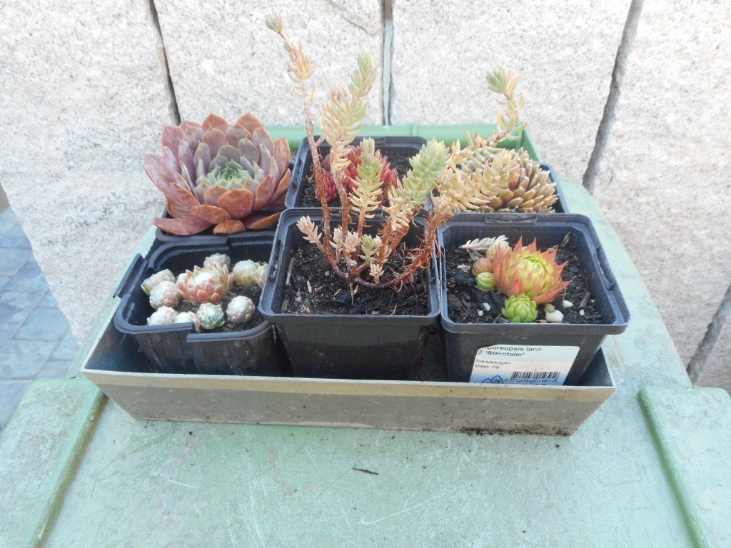 Planten, Tuin en Terras, Planten | Tuinplanten, Overige soorten, Volle zon, Vaste plant, Ophalen of Verzenden